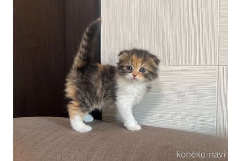成約済の茨城県のスコティッシュフォールド(折れ耳)-111829の3枚目